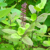 "Tulsi Rama Plant Seeds | Herb Seeds " - Branzia Herbs