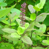 "Tulsi Rama Plant Seeds | Herb Seeds " - Branzia Herbs