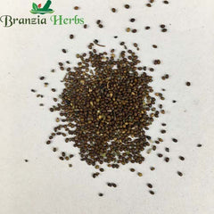 "Tulsi Rama Plant Seeds | Herb Seeds " - Branzia Herbs