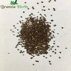 "Tulsi Rama Plant Seeds | Herb Seeds " - Branzia Herbs