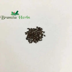 "Lavender Herb Seeds " - Branzia Herbs