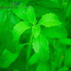 "Stevia Sweet Leaves Herb Seeds " - Branzia Herbs