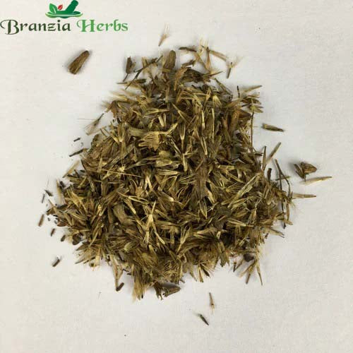 "Stevia Sweet Leaves Herb Seeds " - Branzia Herbs