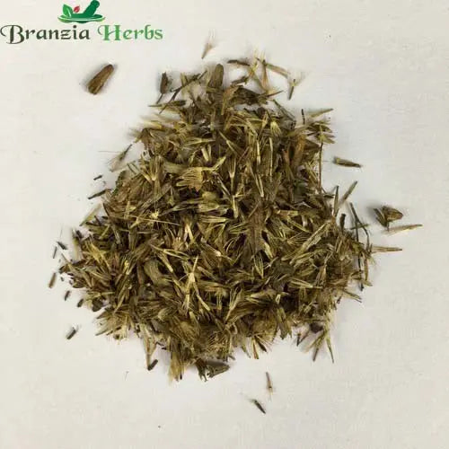 "Stevia Sweet Leaves Herb Seeds " - Branzia Herbs
