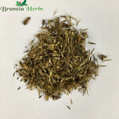 "Stevia Sweet Leaves Herb Seeds " - Branzia Herbs