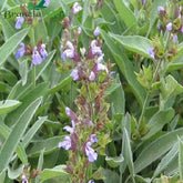 "Sage Herb Seed " - Branzia Herbs