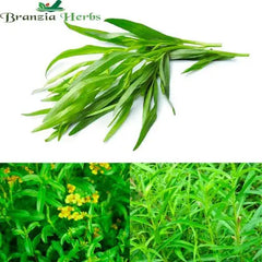 "Tarragon Herb Seeds " - Branzia Herbs
