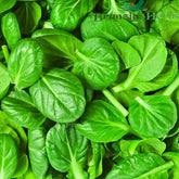 "Tatsoi Asian Green | Herb Seeds " - Branzia Herbs