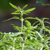 "Savory Summer Herb Seeds " - Branzia Herbs