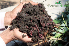 Cow Dung Manure Fertilizer for All Plants | Cow Dung Vermi Compost Soil Manure for Home Gardening, Indoor Kitchen Bedroom Plants | Material : Nice Powder, No Smell and Fully Sun Dried