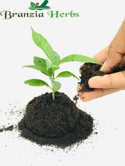 Cow Dung Manure Fertilizer for All Plants | Cow Dung Vermi Compost Soil Manure for Home Gardening, Indoor Kitchen Bedroom Plants | Material : Nice Powder, No Smell and Fully Sun Dried
