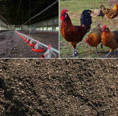 Chicken Manure