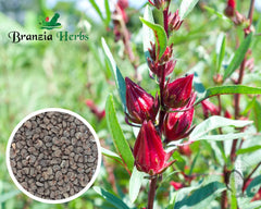Red Stem Gongura Seeds | Heirloom Roselle Hibiscus (Hibiscus sabdariffa) – Premium Sour Greens Seeds for Home Gardening, Organic Farming & Kitchen Gardens
