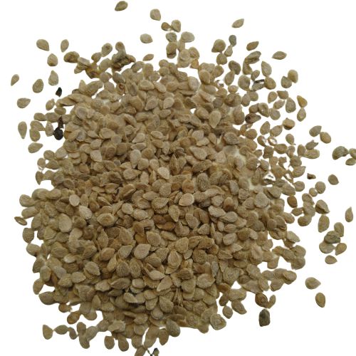 "Tomato F1 | Vegetable Seeds " - Branzia Herbs