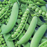 "Peas Sweet Matar | Vegetable Seeds " - Branzia Herbs