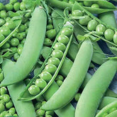 "Peas Sweet Matar | Vegetable Seeds " - Branzia Herbs