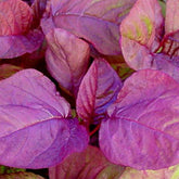 "Chaulai Lal Saag Red Amaranth | Vegetable Seeds " - Branzia Herbs