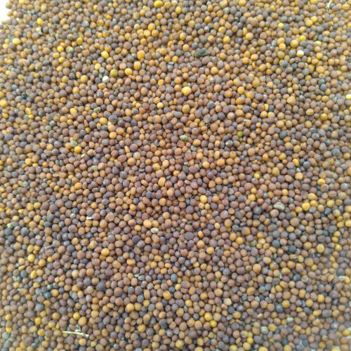 "Turnip Red Ball Shalgam | Vegetable Seeds " - Branzia Herbs