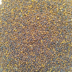 "Turnip Red Ball Shalgam | Vegetable Seeds " - Branzia Herbs