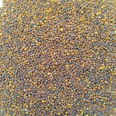 "Turnip Red Ball Shalgam | Vegetable Seeds " - Branzia Herbs