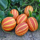 "Red Round Kachariya (Senat) Fruit Seeds | Vegetable Seeds " - Branzia Herbs