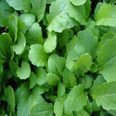 "Mustard Sarso Seed | Vegetable Seeds " - Branzia Herbs
