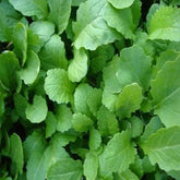 "Mustard Sarso Seed | Vegetable Seeds " - Branzia Herbs