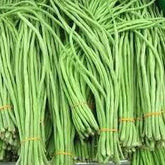"Singra Mongra | Vegetable Seeds " - Branzia Herbs