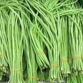 "Singra Mongra | Vegetable Seeds " - Branzia Herbs