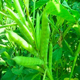 "Guar Phali F1 Seeds | Vegetable Seeds " - Branzia Herbs