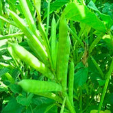 "Guar Phali F1 Seeds | Vegetable Seeds " - Branzia Herbs
