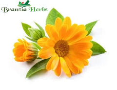 Arnica Powder (Arnica Montana) - Branzia Herbs
