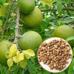 Bael Fruit Seeds | Aegle Marmelos Seeds | Natural Herbal & Gardening Seeds