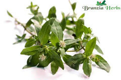 Bhringraj Powder (Eclipta Alba) - Branzia Herbs