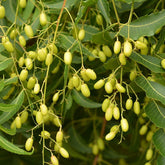 Azadirachta Indica Neem Seeds - Branzia Herbs
