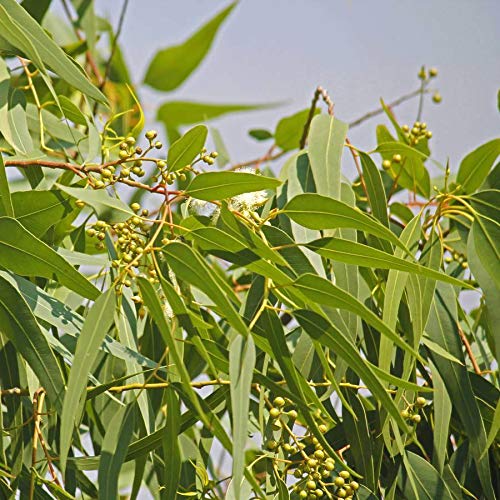 Eucalyptus/Nilgiri/Safeda Tree Seeds - Branzia Herbs