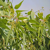 Eucalyptus/Nilgiri/Safeda Tree Seeds - Branzia Herbs
