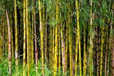 Bamboo Seeds for Planting, Home Garden and Live Fencing - Branzia Herbs