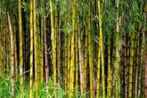 Bamboo Seeds for Planting, Home Garden and Live Fencing - Branzia Herbs
