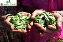 Best Organic Henna Powder Manufacturer in India - Branzia Herbs