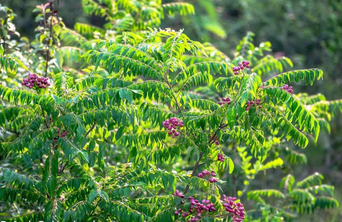 Organic curry leaves seeds, High germination 30 pcs - Branzia Herbs