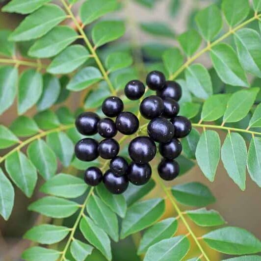 Organic curry leaves seeds, High germination 30 pcs - Branzia Herbs