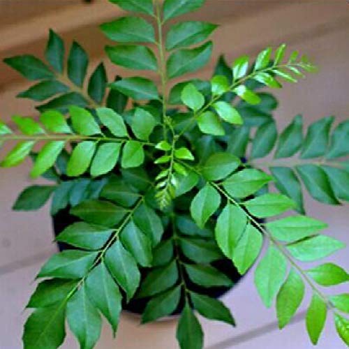 Organic curry leaves seeds, High germination 30 pcs - Branzia Herbs