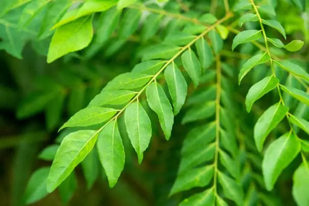 Organic curry leaves seeds, High germination 30 pcs - Branzia Herbs