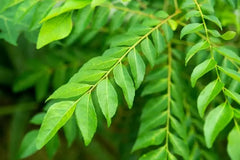 Organic curry leaves seeds, High germination 30 pcs - Branzia Herbs