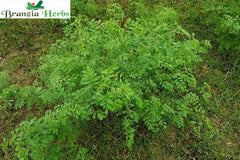 Pure Herbal Indigo Powder For Hair Plant-Based Hair Color - Branzia Herbs