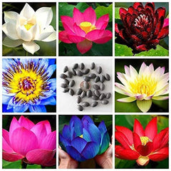 Lotus Mixed Color Flower Seeds Pack of 57 Seeds - Branzia Herbs