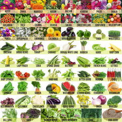 Leafy Tales Set of 70 Varieties of Flowers, Vegetable, Fruits & Herbs Seeds for Kitchen Garden - 3200+ Seeds - Branzia Herbs