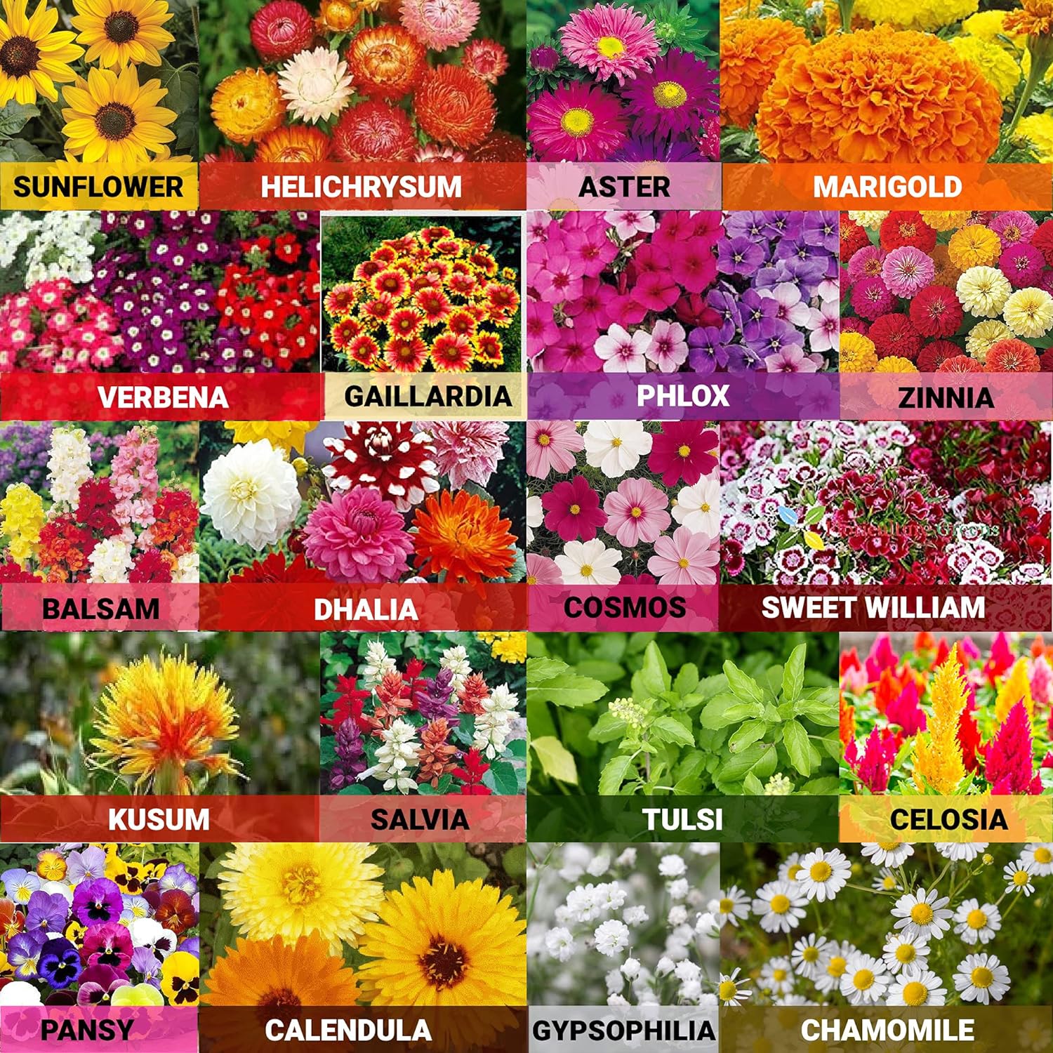 Leafy Tales Set of 70 Varieties of Flowers, Vegetable, Fruits & Herbs Seeds for Kitchen Garden - 3200+ Seeds - Branzia Herbs