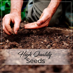 Vegetable Seeds for Gardening Vegetable Seeds for Outdoor | Gardening Planting Seeds for Kitchen | Vegetable Seeds for Pots - Branzia Herbs